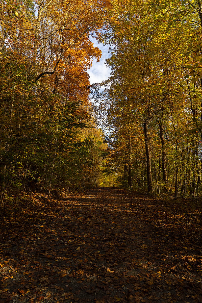 park, path, autumn, trees, fallen leaves, HD phone wallpaper