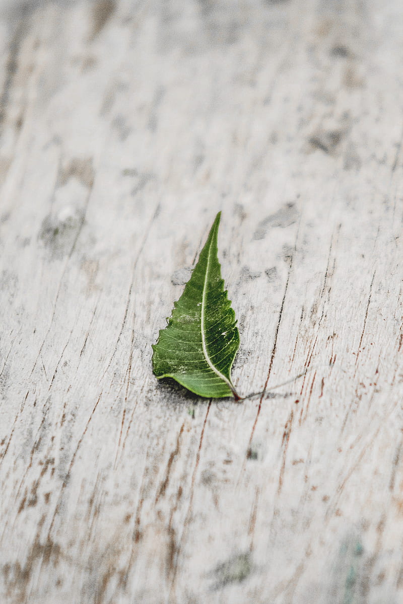 leaf, veins, macro, wooden, surface, HD phone wallpaper