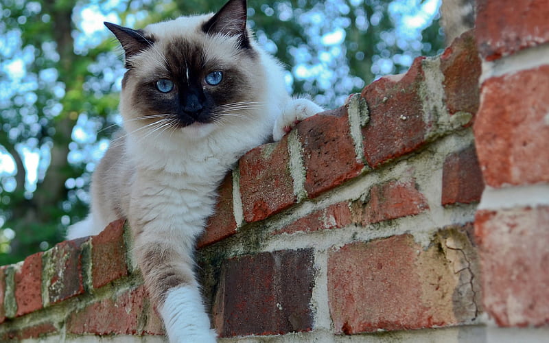 Cat on the wall, feline, cat, kitten, wall, animal, HD wallpaper | Peakpx