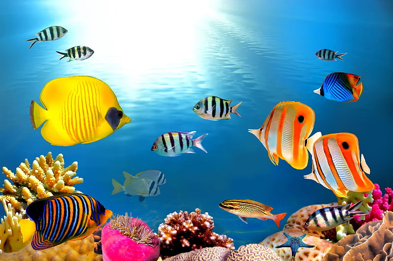 Underwater, reef, fishes, ocean, coral, tropical, HD wallpaper