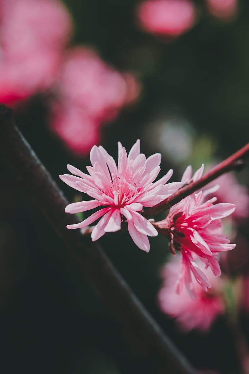 flower, pink, bloom, plant, macro, HD phone wallpaper