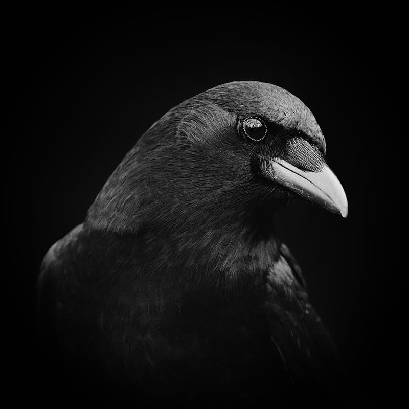 crow, bird, beak, black, HD phone wallpaper