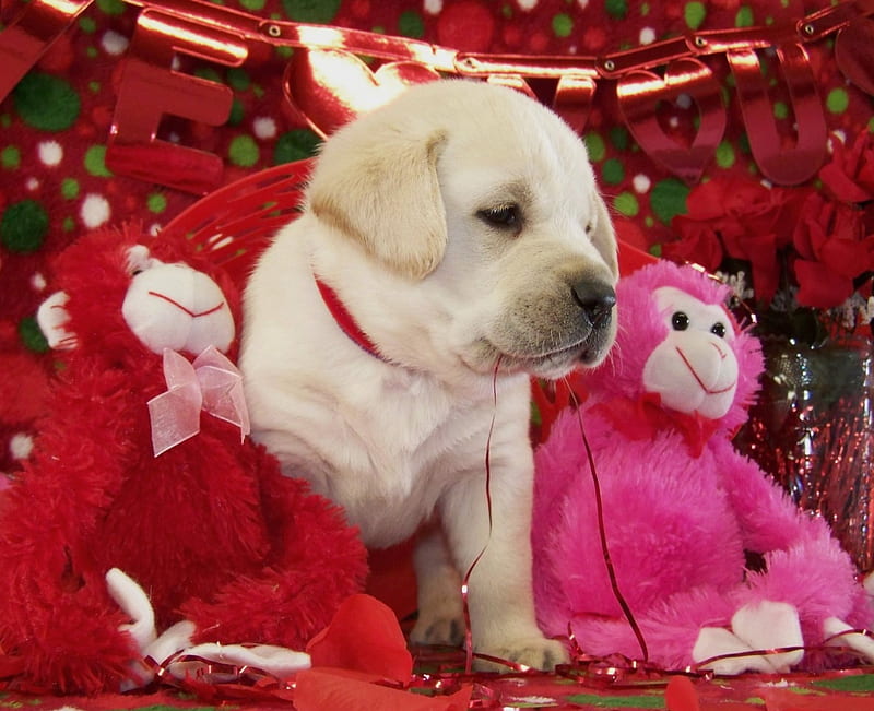 Christmas puppy, red, deco, craciun, christmas, zodiac, new year, animal, monkey, chinese, pink, puppy, dog, HD wallpaper