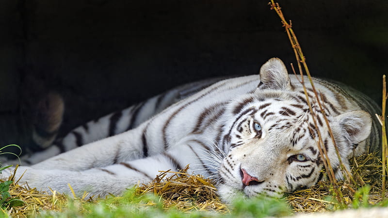 bengal tiger, tiger, white, predator, animal, big cat, HD wallpaper