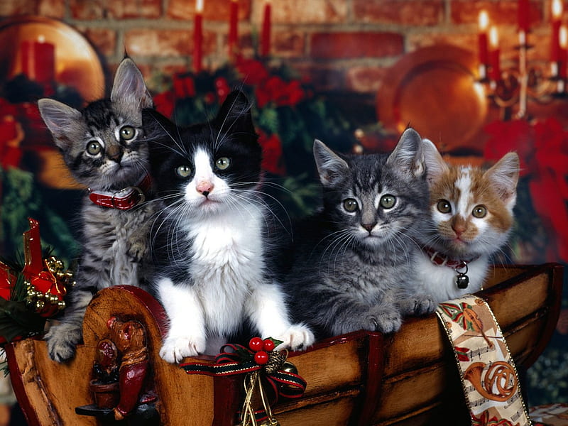 Christmas Kittens, red, art, christmas, decoration, ribbon, cat