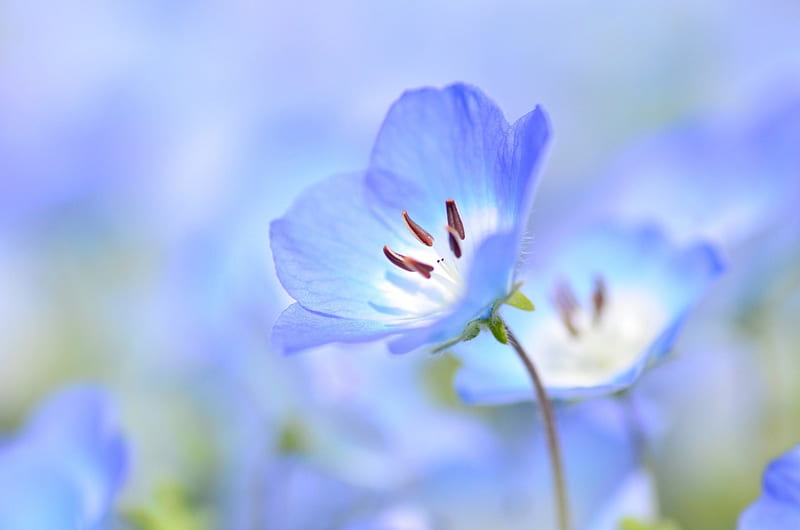 Paraíso azul, color paraíso azul, flores, bonito, pastel suave, Fondo de  pantalla HD | Peakpx