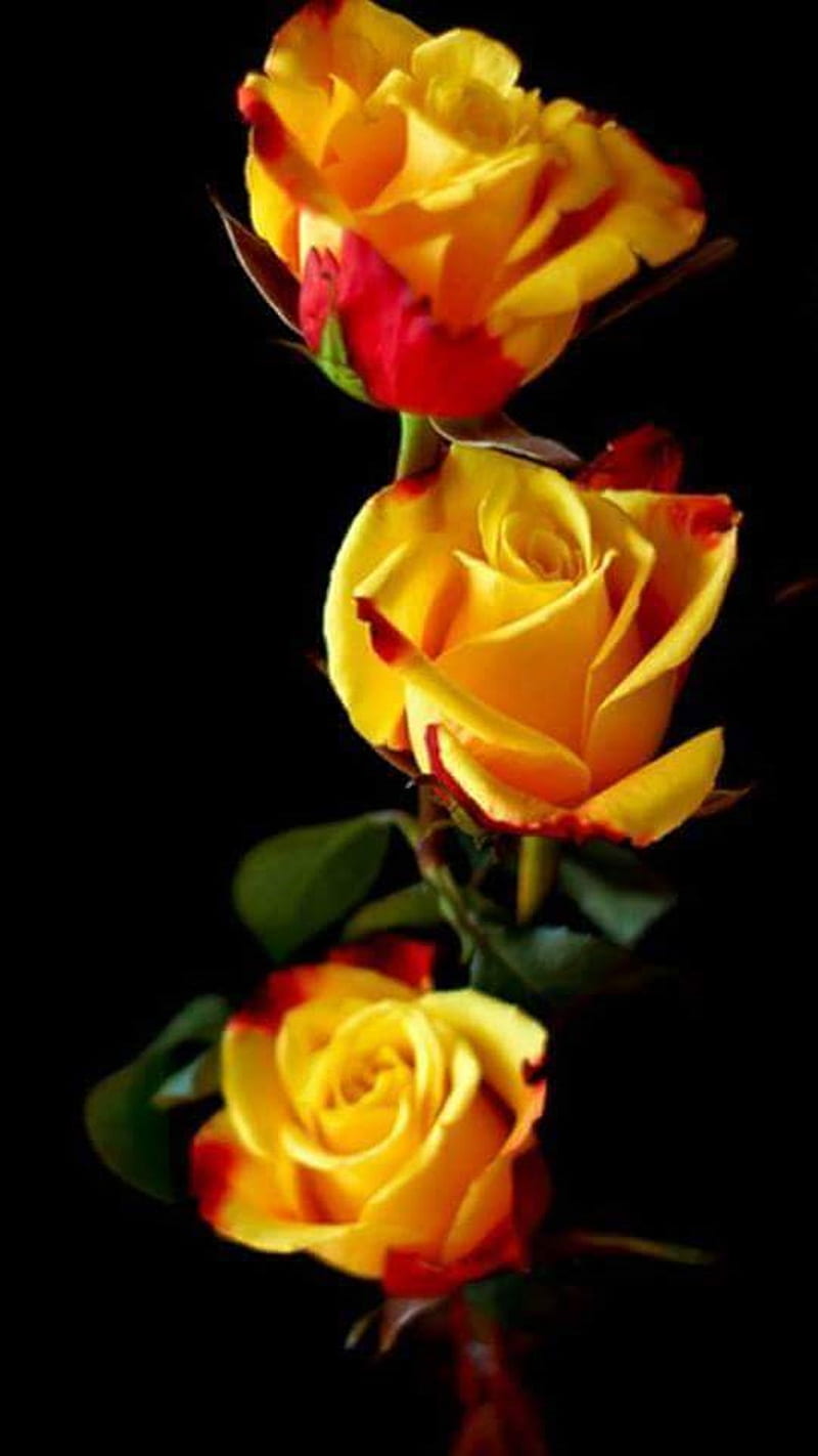 deletrear Sinewi Repegar Rosas amarillas, rosas, amarillas, Fondo de pantalla de teléfono HD | Peakpx