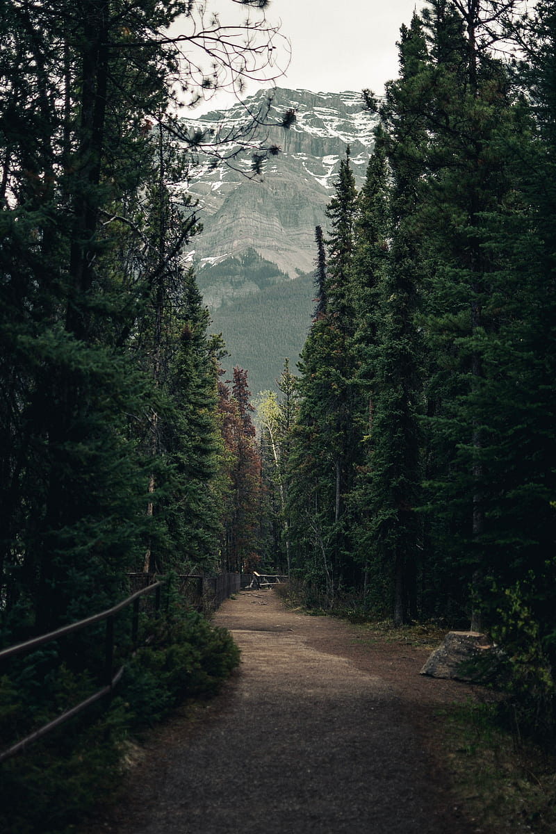 trail, forest, mountains, trees, landscape, HD phone wallpaper