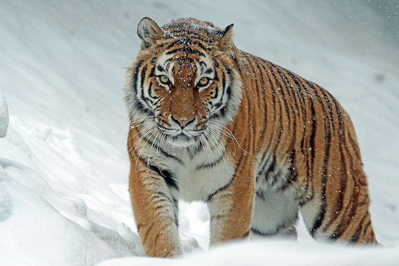 Tiger in Winter, siberian, pattern, stripes, snow, tiger, white, winter, HD wallpaper