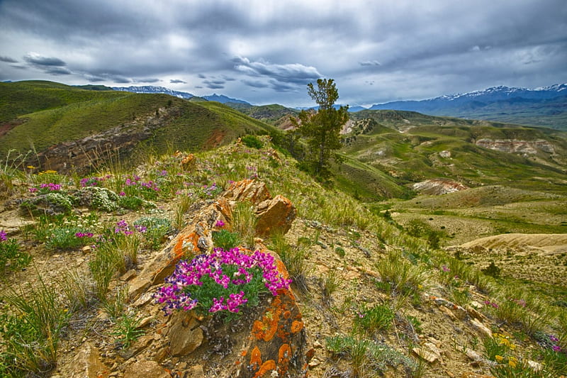 Pink Flowers on Ridge of Rocky Mountains, Ridges, Mountains, Flowers, Hills, Nature, HD wallpaper