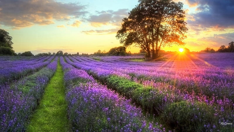 Sunrise Lavender Fields, dawn, fragrant, spring, lavender, trees, sky, clouds, summer, flowers, fields, sunrise, sunshine, landscape, light, HD wallpaper