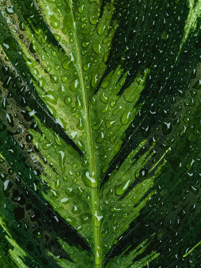 leaf, macro, drops, veins, HD phone wallpaper