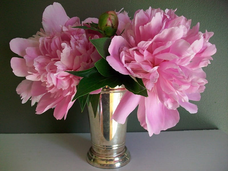 Peonies In Full Bloom, wonderful, bloom, favorite, pink, peonies, HD wallpaper