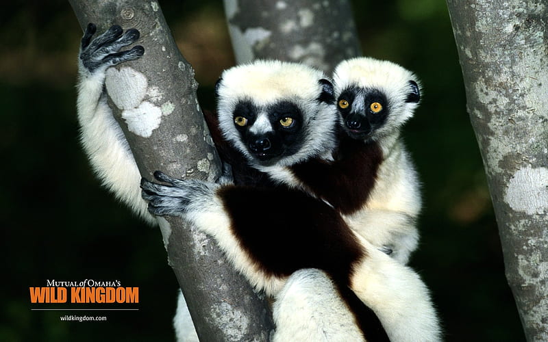 Lemur, HD wallpaper