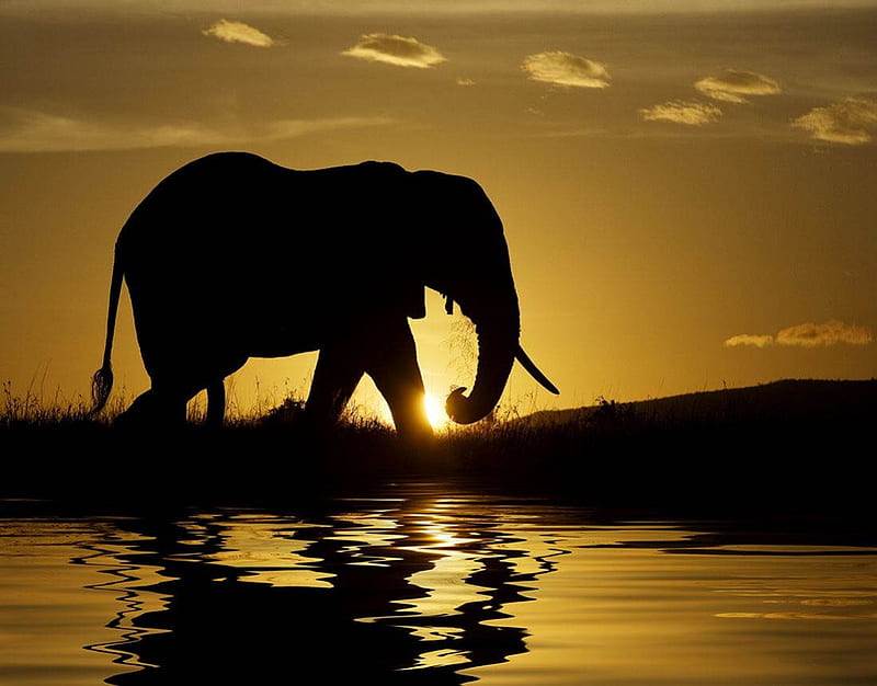 Sunset Majesty, pretty, water, elephant, bonito, sunset, majestic, trunk, lake, HD wallpaper