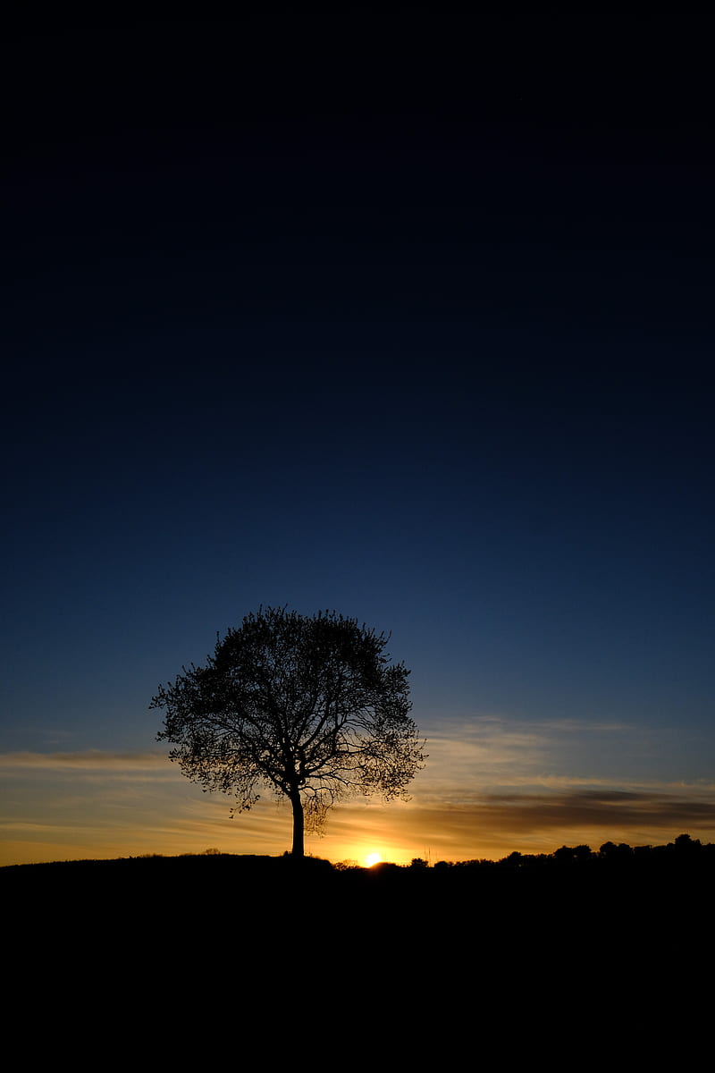 tree, silhouette, branches, sunset, sky, HD phone wallpaper