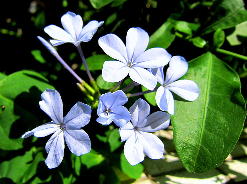 1. Pale Blue Flower Hair Clips - wide 10