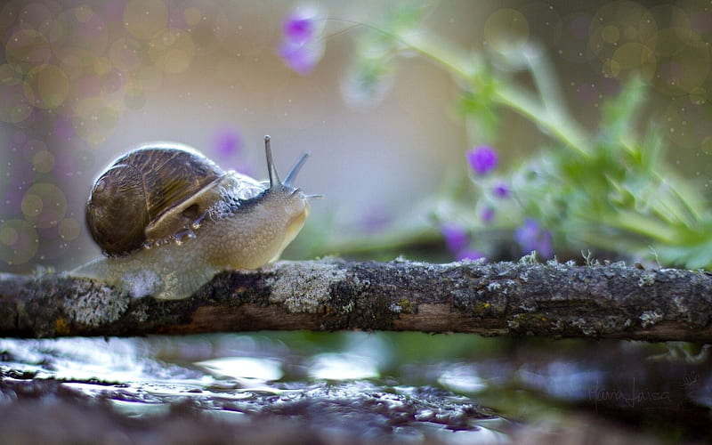 snail, crawling, shell, HD wallpaper