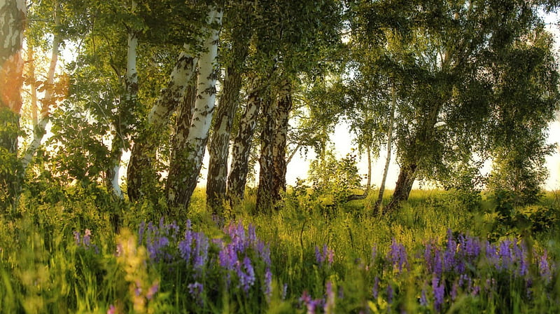 Birch Landscape, Trees, Birches, Landscapes, Forests, Flowers, Sunshine, Nature, HD wallpaper