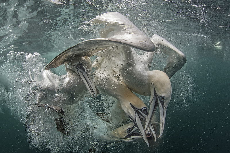 Competition, Gannets, Dives, Indicator, Hit the water, HD wallpaper
