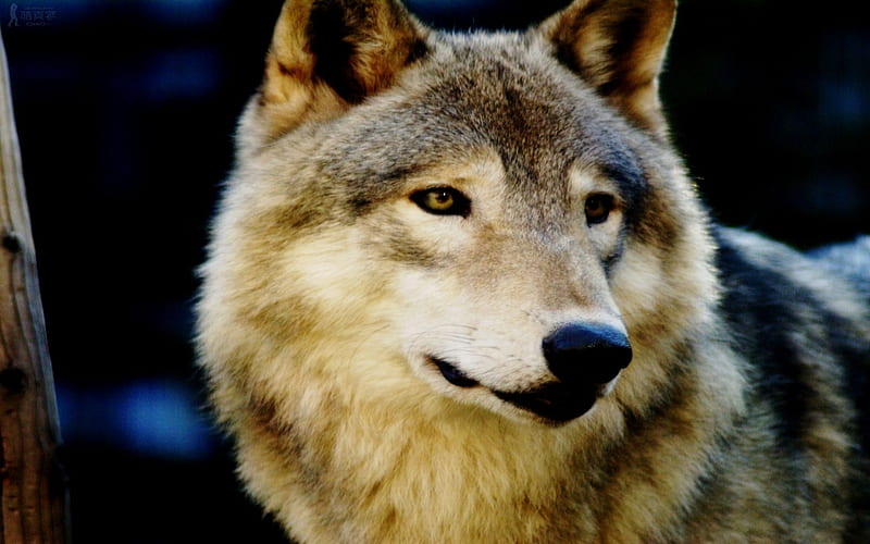TIMBER BEAUTY, predator, timber, wolf, dog, HD wallpaper | Peakpx