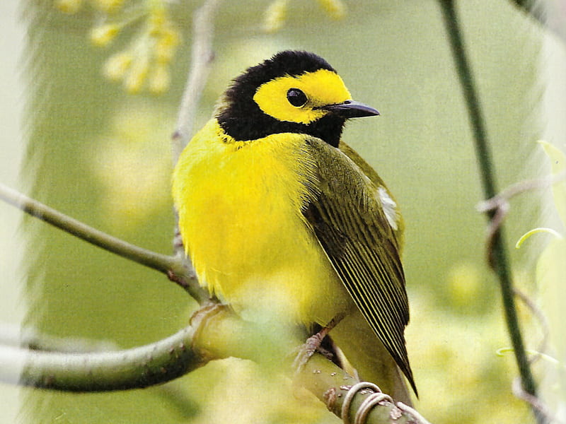 Hooded Warbler - Bird 1, tree, graphy, bird, avian, wildlife, yellow, animal, HD wallpaper