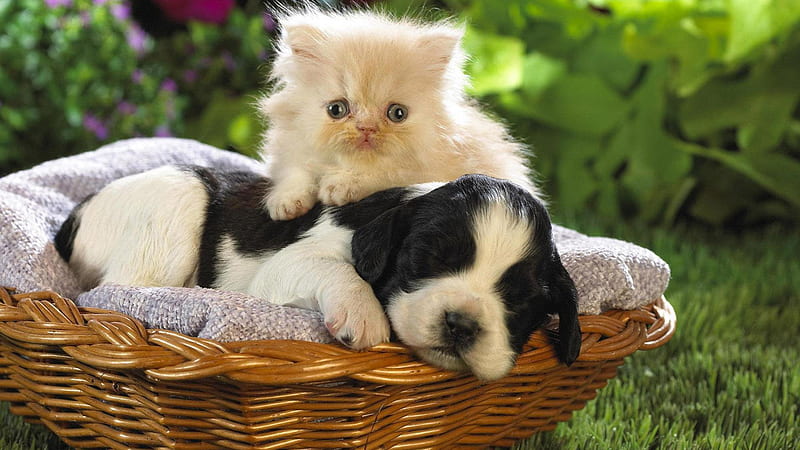 White Cat Kitten And Black White Dog Inside Bamboo Basket Cats And Dogs, HD wallpaper