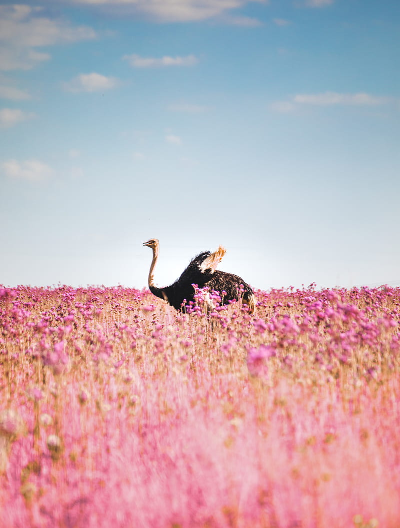 ostrich, flowers, bird, field, HD phone wallpaper