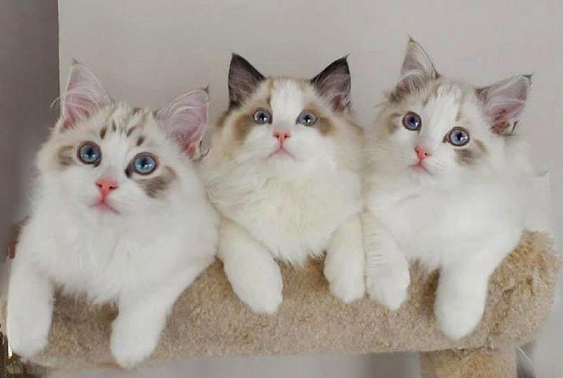 Cute ragdoll kittens, kittens, cute, cats, animals, HD wallpaper | Peakpx