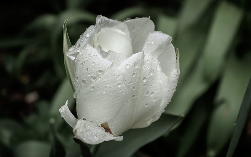 white tulip macro, dew, white flowers, bokeh, tulips, buds with dew, HD wallpaper