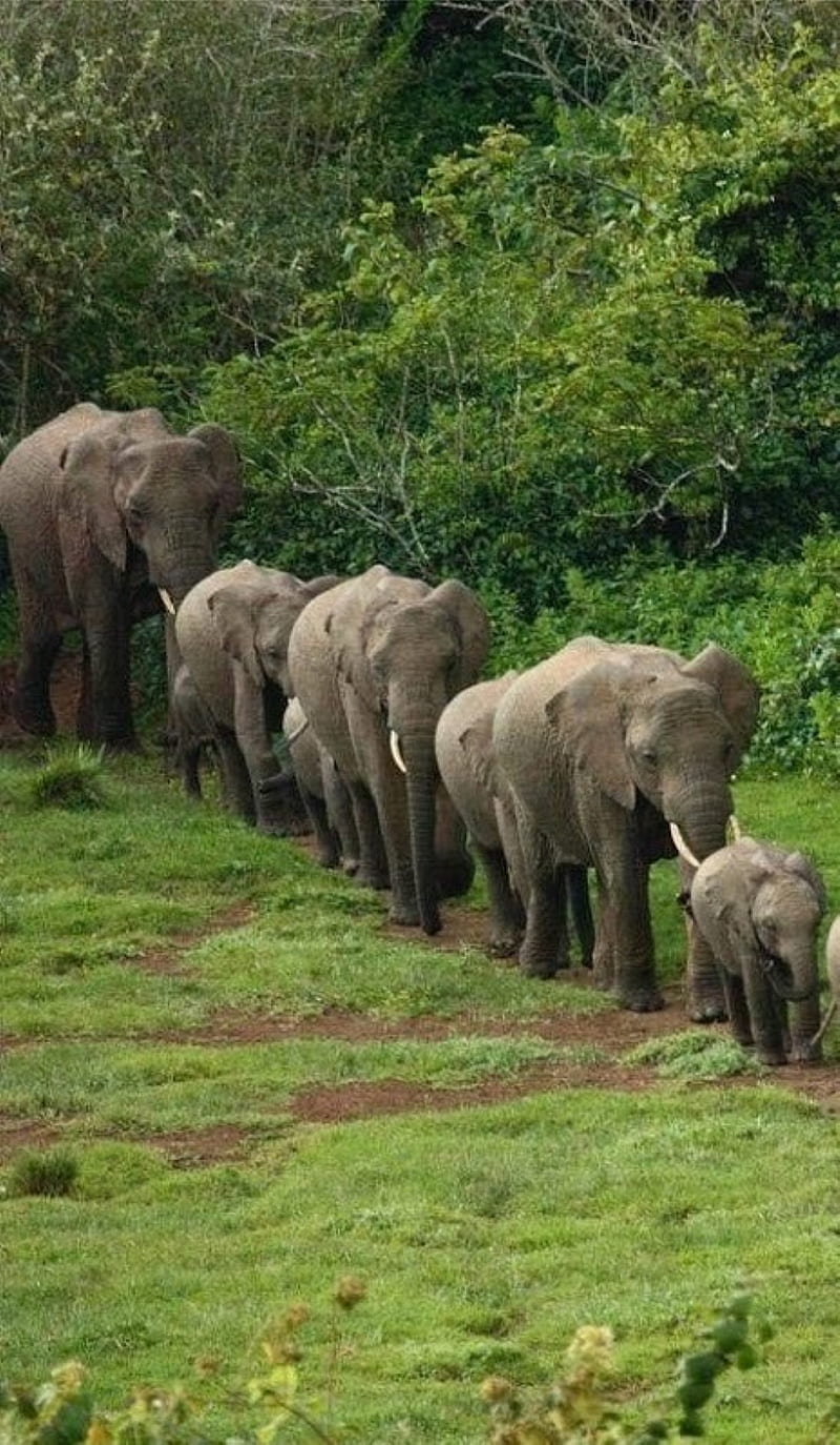 in line, elephants, wild, HD phone wallpaper