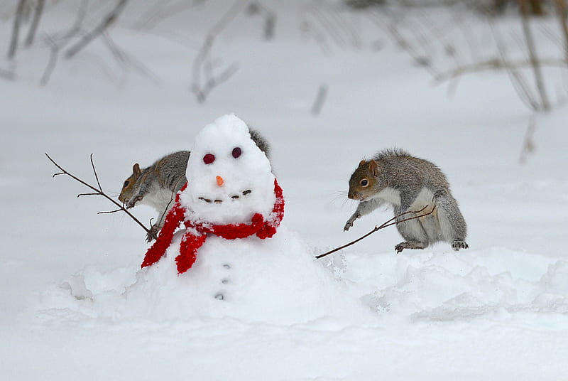 :D, red, squirrel, veverita, snowman, winter, iarna, animal, cute, snow, scarf, funny, white, couple, HD wallpaper