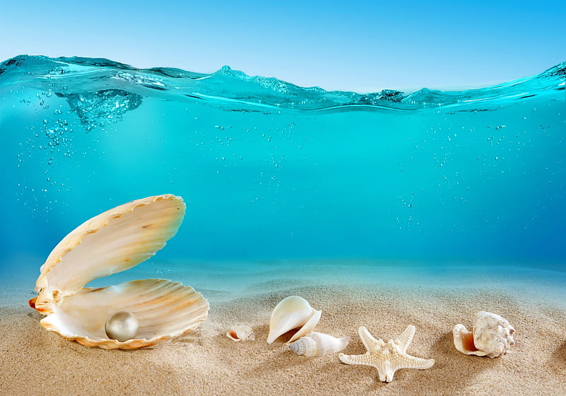 Seashells, underwater, sand, ocean, perl, shells, starfish, sea, HD wallpaper