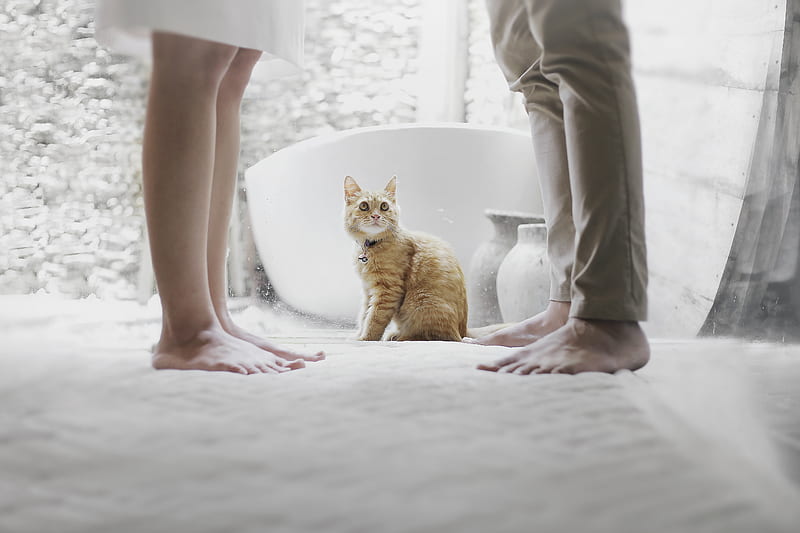 orange tabby cat sitting between standing man and woman inside room, HD wallpaper