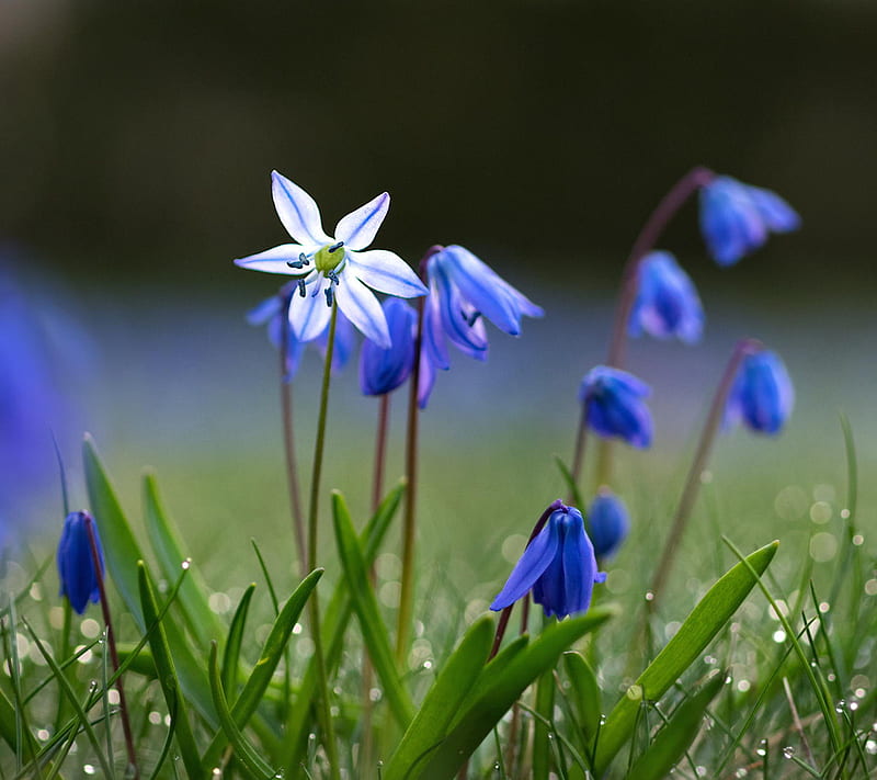 Spring Blue Flowers, HD wallpaper