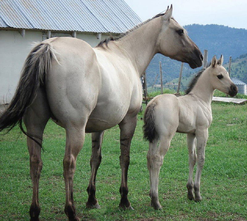 Beautiful Gray Mare and Foal, gray, foal, mare, animals, horses, HD wallpaper