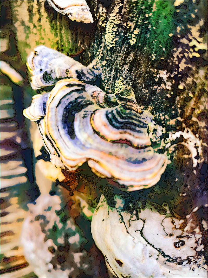 Polypore, forest, mush, mushroom, nature, trippy, wood, HD phone wallpaper