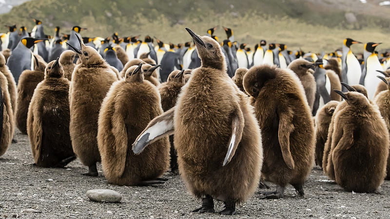 penguins, tribe, family, birds, Animal, HD wallpaper