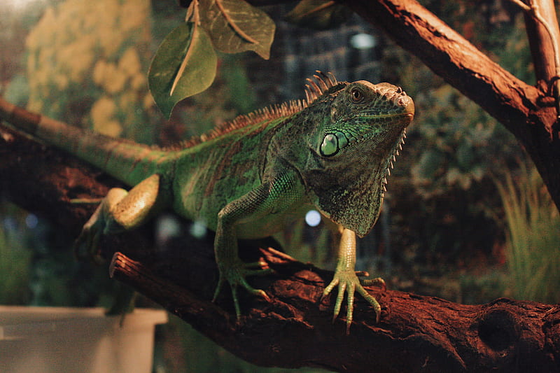 green and brown iguana on brown tree branch, HD wallpaper