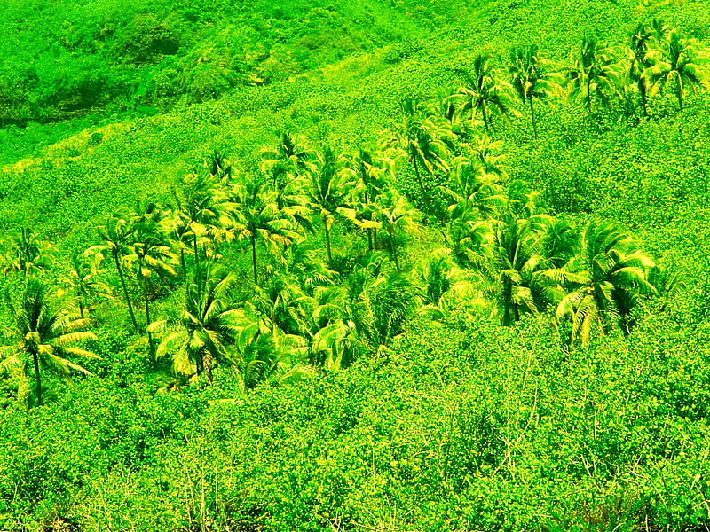 emerald green coconut forest, HD wallpaper