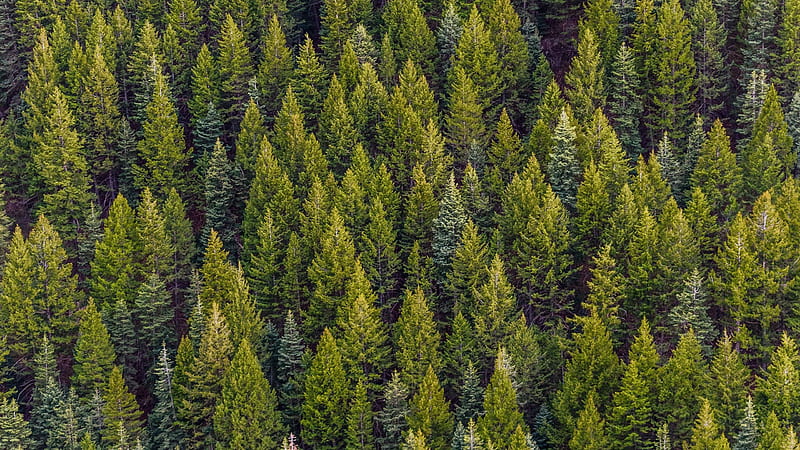 Forest, aerial view, pine trees, Nature, HD wallpaper | Peakpx