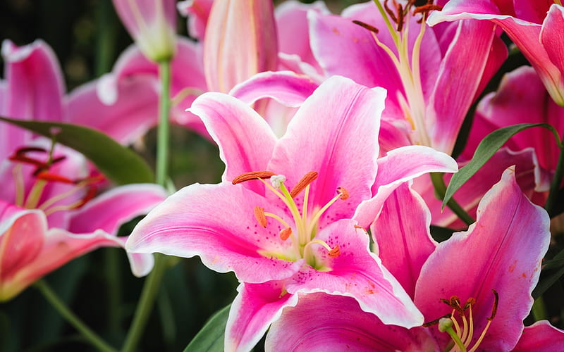 Pink lilies, lily, flower, summer, pink, HD wallpaper | Peakpx