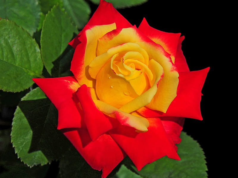 Colorful Rose, red, colorful, flowers, yellow, nature, drops, petals ...