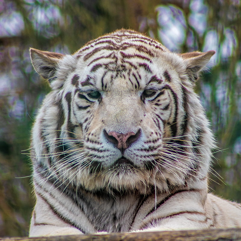 White tiger, tiger, white, HD phone wallpaper | Peakpx