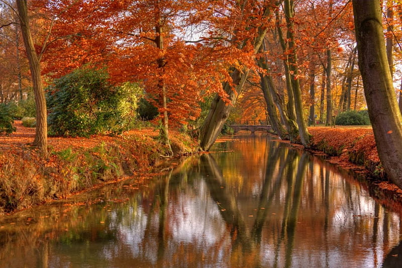 Autumn, cute, forest, tree, woods, river, foliage, HD wallpaper | Peakpx