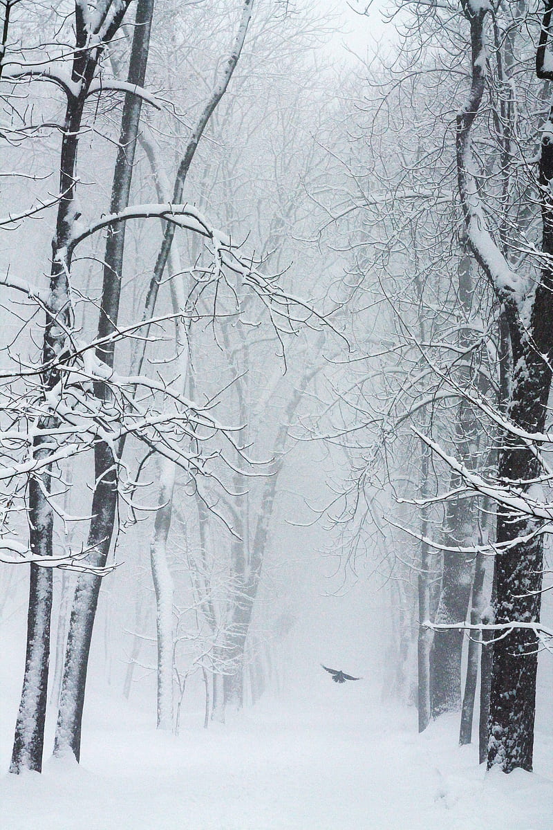 trees, snow, bird, winter, blizzard, HD phone wallpaper