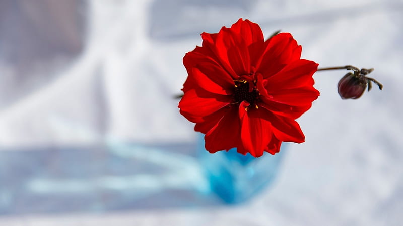 Dahlia, flower, vase, red, bud, HD wallpaper