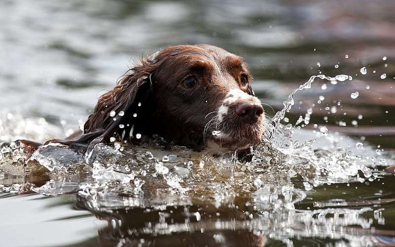 English Pointer, brown dog, pets, swimming dog, river, Pointer, dogs, HD wallpaper