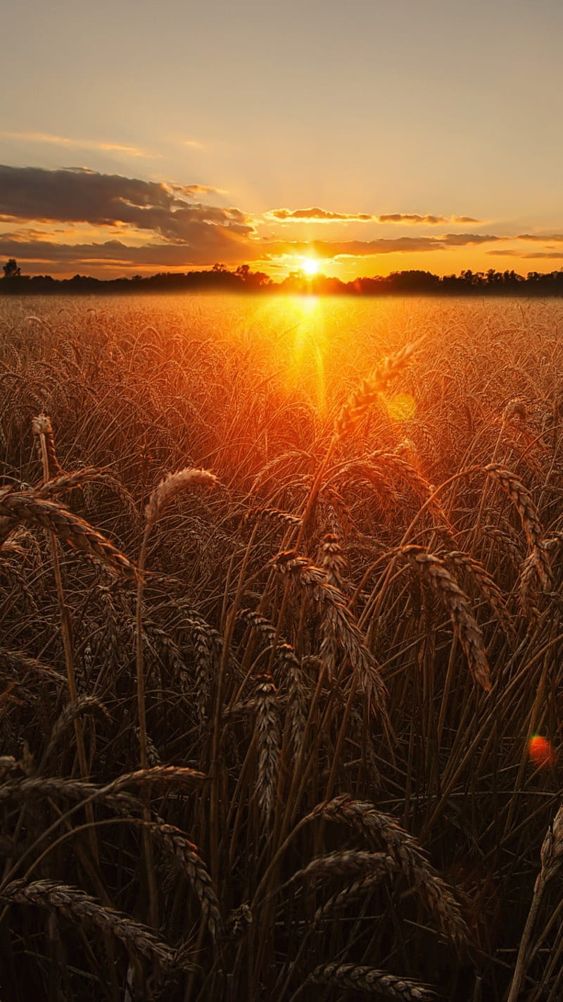 Sunset, sunrise, nature, wheat, sun, sky, field, HD phone wallpaper