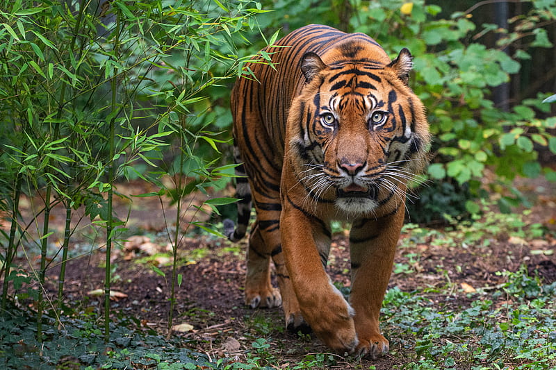 Cats, Tiger, Big Cat, Wildlife, predator (Animal), HD wallpaper